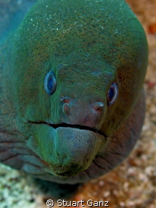 Green old man eel. by Stuart Ganz 
